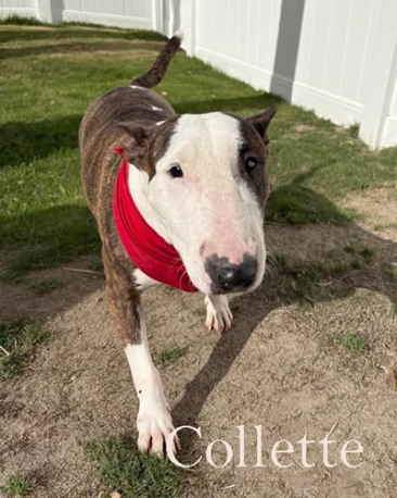 Collette
